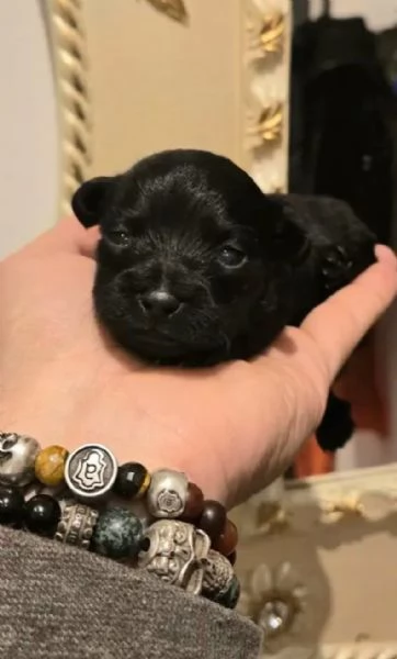 Cucciola Malitpoo nera toy