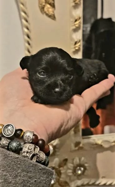 Cucciola Malitpoo nera toy | Foto 0