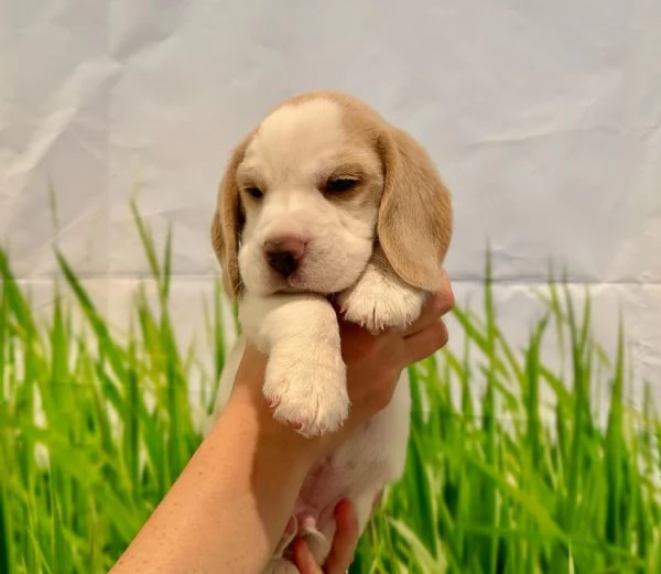 Cuccioli beagle maschi femmine!!