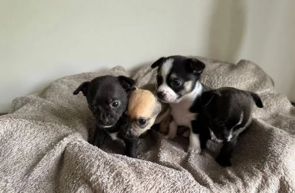 Regala dei cuccioli di Chihuahua | Foto 2