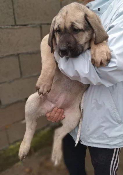 Cuccioli di Bandog in vendita | Foto 6