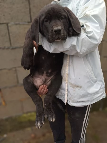 Cuccioli di Bandog in vendita