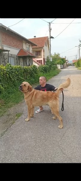 Cuccioli di Bandog in vendita | Foto 5