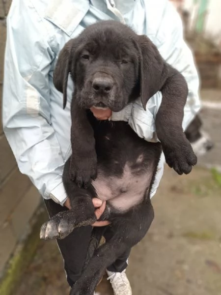 Cuccioli di Bandog in vendita | Foto 4