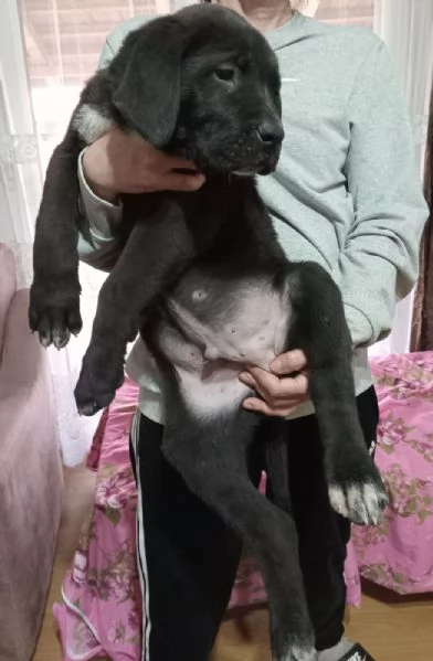 Cuccioli di Bandog in vendita | Foto 0