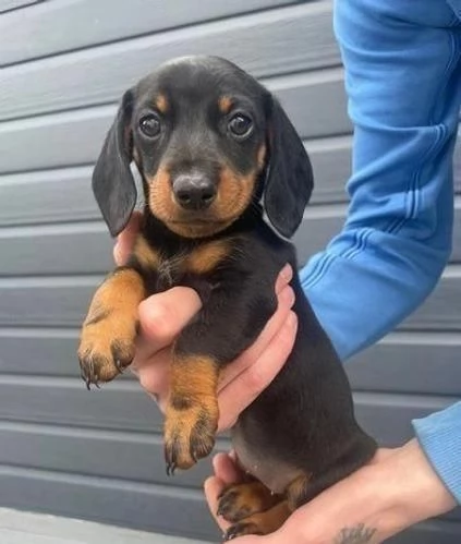 regala cuccioli di bassotto maschi e femmine | Foto 2