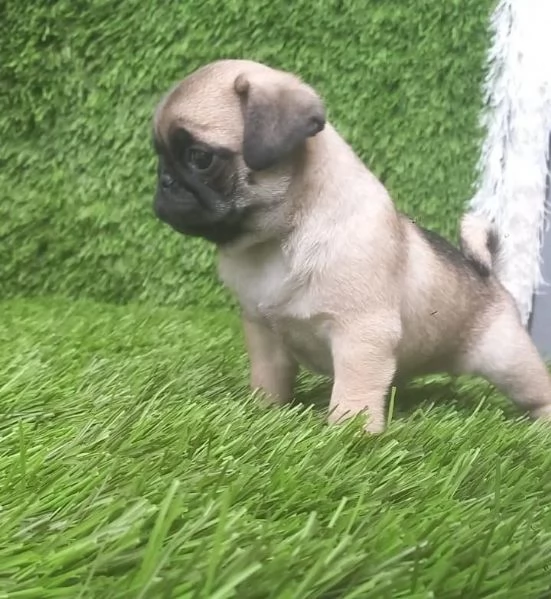 regalo cuccioli di Carlino maschi e femmine | Foto 2