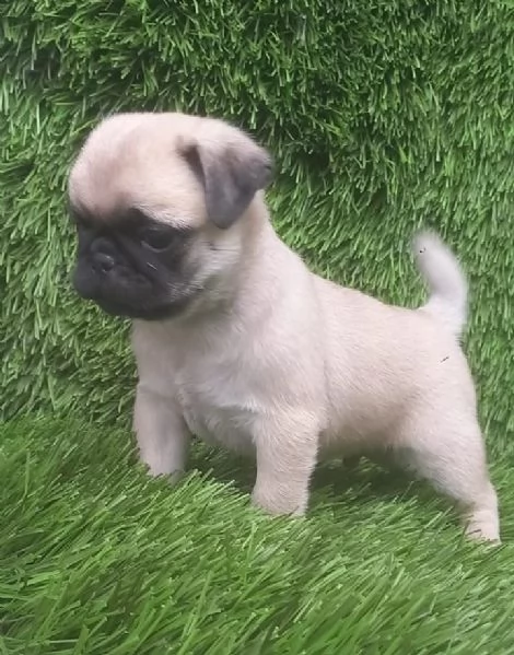 regalo cuccioli di Carlino maschi e femmine | Foto 1