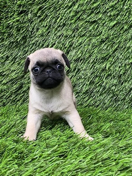 regalo cuccioli di Carlino maschi e femmine | Foto 0