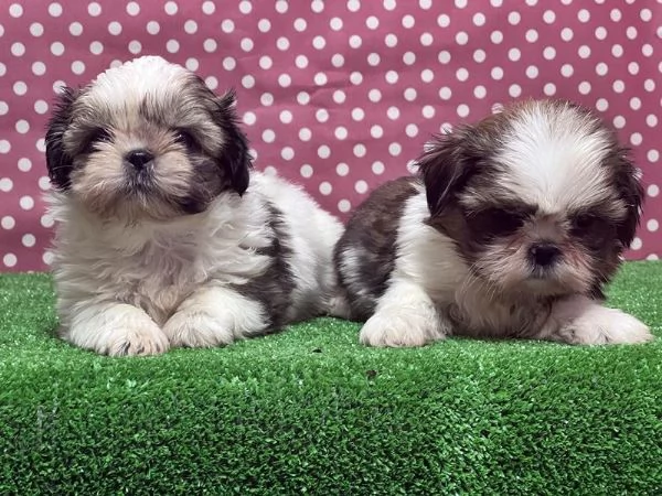 regalo cuccioli di Shitzu maschi e femmine | Foto 0