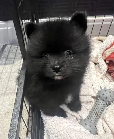 regalo cuccioli di Pomerania maschi e femmine | Foto 1