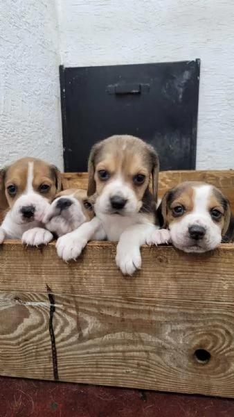 Regala dei cuccioli di Beagle | Foto 1