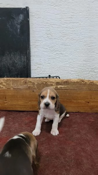 Regala dei cuccioli di Beagle | Foto 0