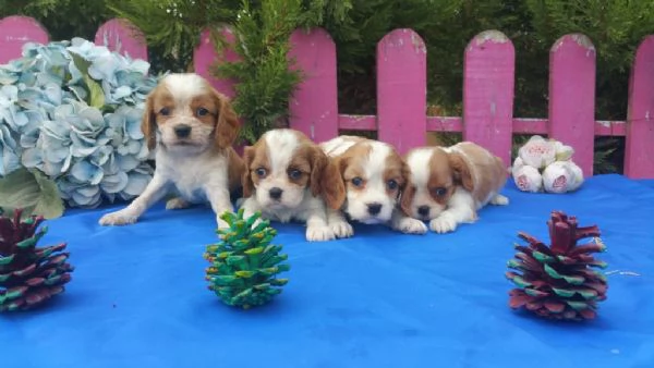 Regala dei cuccioli di Cavalier King