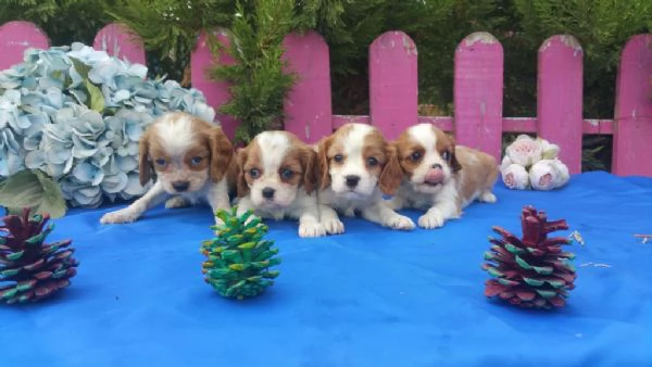 Regala dei cuccioli di Cavalier King | Foto 1