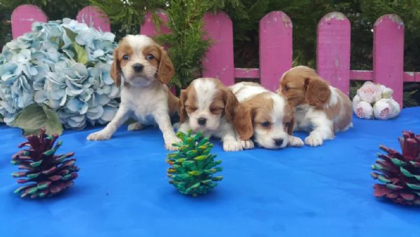 Regala dei cuccioli di Cavalier King | Foto 0