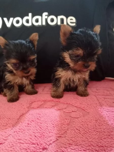 Regala dei cuccioli di Yorkshire | Foto 0