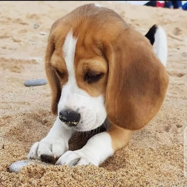 Regalo cuccioli di beagle femminucce e maschietti 