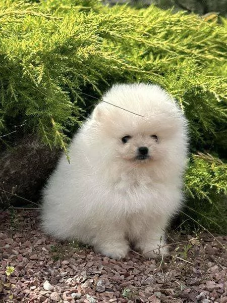 Regalo Cuccioli di pomerania maschio o femmina!!