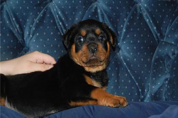 Regalo Rottweiler di 1 maschio e 2 femmina