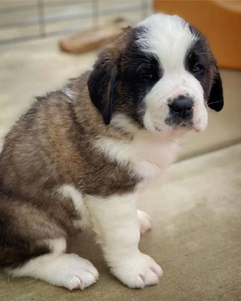 pura razza cuccioli di san bernardo per adozione