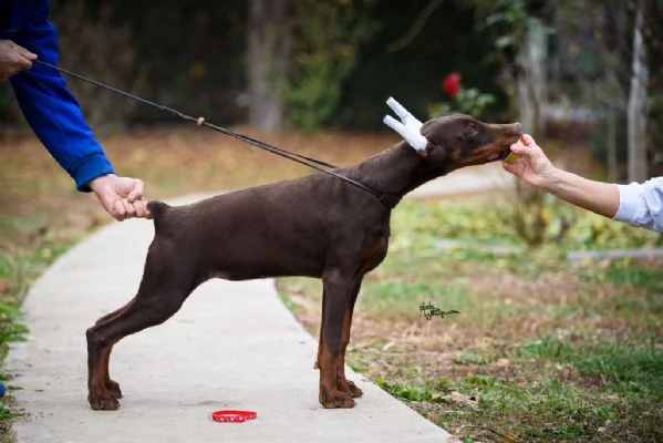 Cuccioli di Doberman in vendita | Foto 4