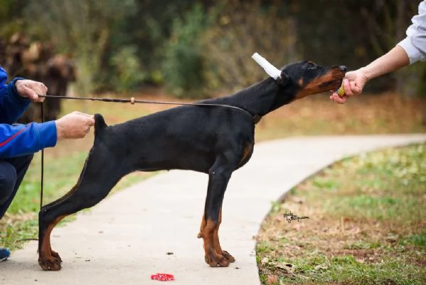 Cuccioli di Doberman in vendita