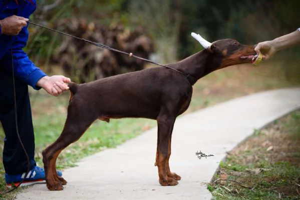 Cuccioli di Doberman in vendita | Foto 2