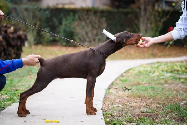 Cuccioli di Doberman in vendita | Foto 1