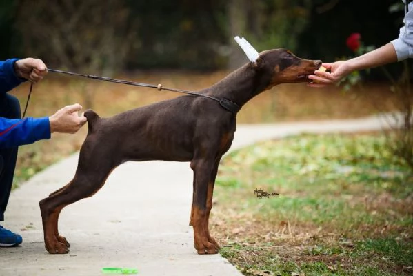 Cuccioli di Doberman in vendita | Foto 0