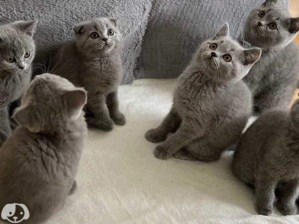 Gatti British Shorthair