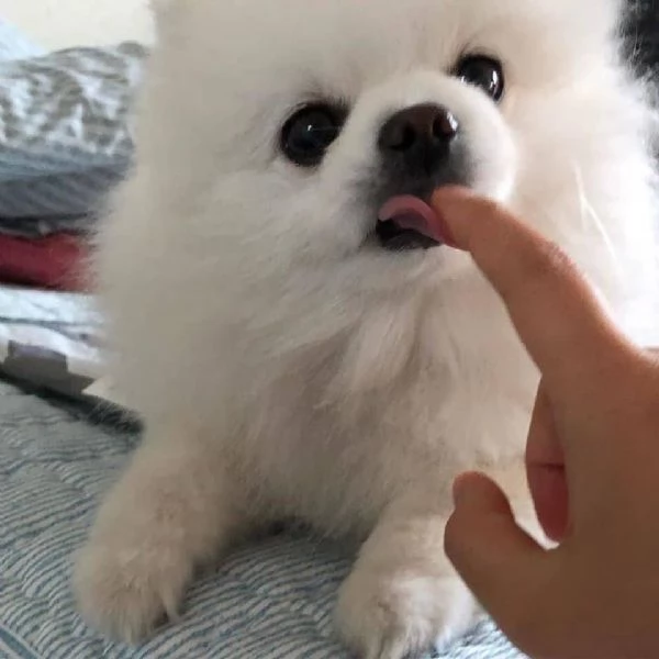 bellissimo cucciolo di pomerania | Foto 3