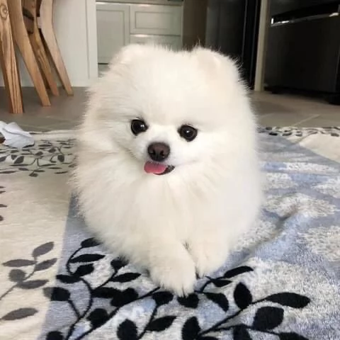 bellissimo cucciolo di pomerania | Foto 0