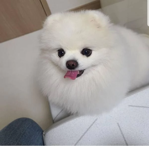 bellissimo cucciolo di pomerania