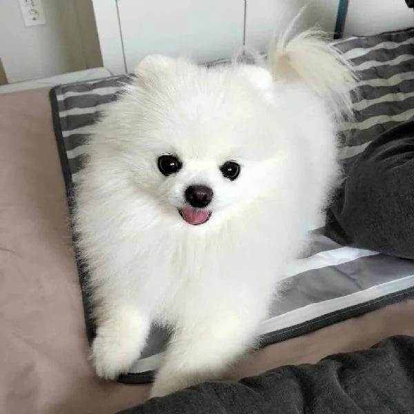 bellissimo cucciolo di pomerania | Foto 2