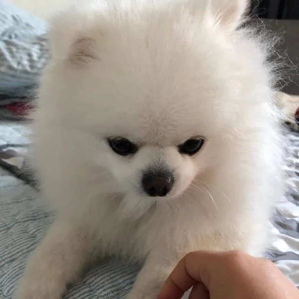 bellissimo cucciolo di pomerania | Foto 1