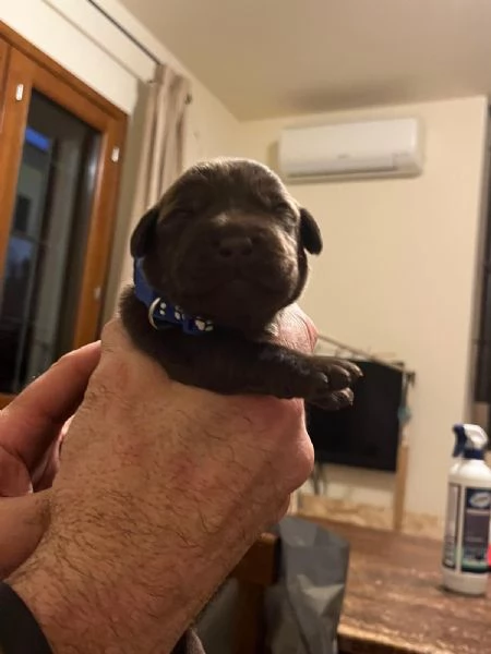 Cuccioli di Labrador Retriever con Pedigree Enci | Foto 0