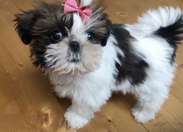 Vendita cuccioli Shih Tzu