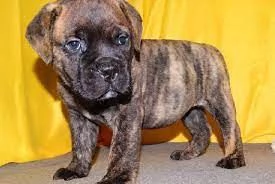 Vendita cuccioli di bullmastiff