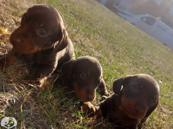 Splendidi cuccioli di bassotto | Foto 3