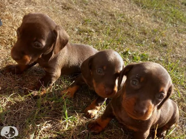 Splendidi cuccioli di bassotto | Foto 0