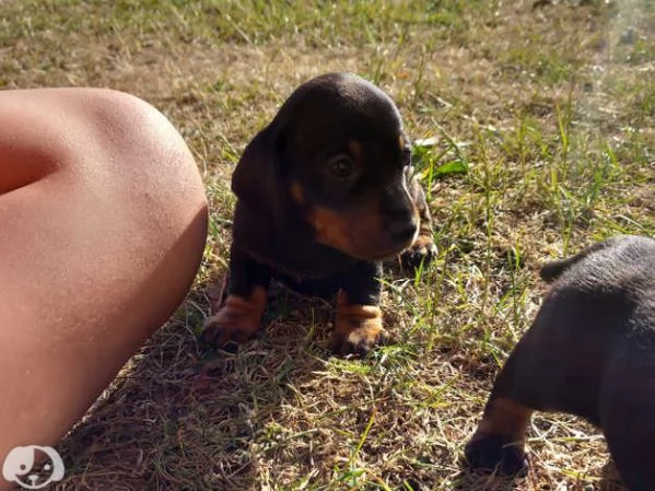 Splendidi cuccioli di bassotto | Foto 5