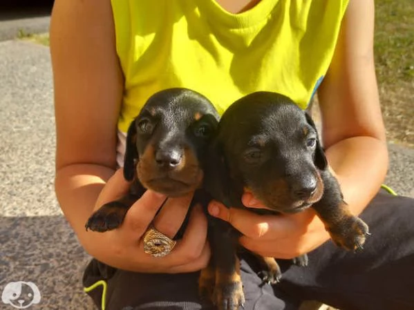 Splendidi cuccioli di bassotto | Foto 3