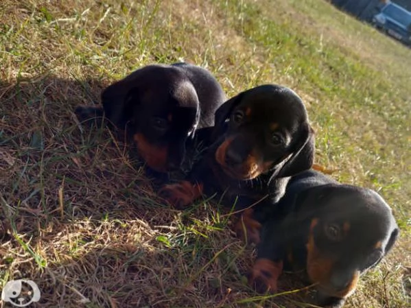 Splendidi cuccioli di bassotto | Foto 2