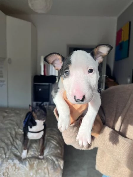 Bull Terrier Mini cucciolo maschio 1