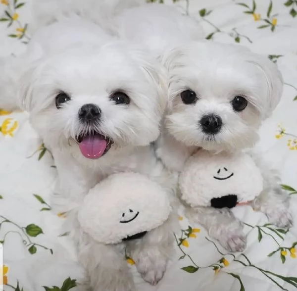 Maltesei cuccioli, maschio e femmina