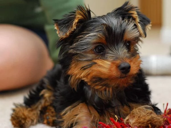 regalo cuccioli di yorkshire terrier in adozione