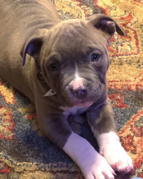 Adorabili cuccioli di pitbull  | Foto 0