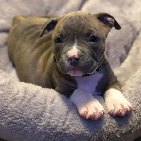 Questi adorabili cuccioli di pitbull cercano una casa