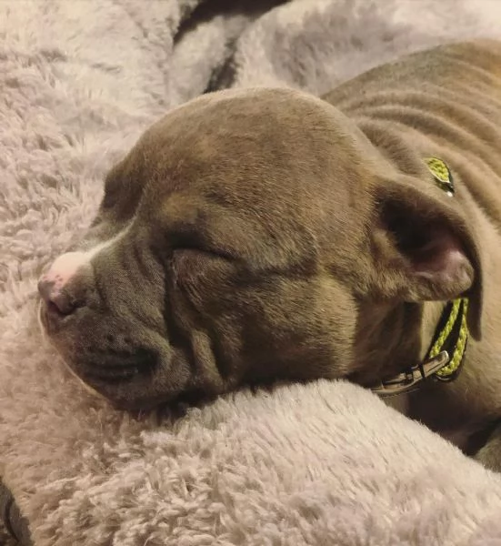 Questi adorabili cuccioli di pitbull cercano una casa | Foto 0